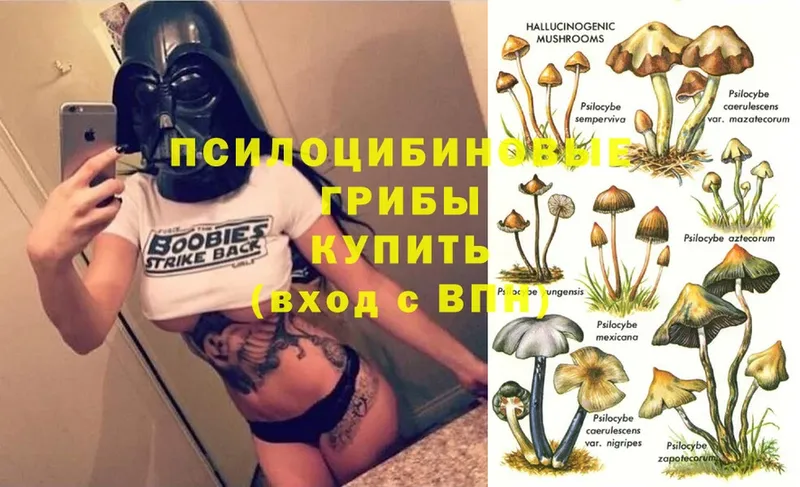 купить   Богучар  Псилоцибиновые грибы GOLDEN TEACHER 